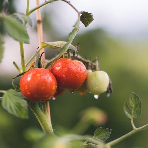 Tomaten am Strauch