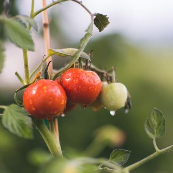 Tomaten am Strauch